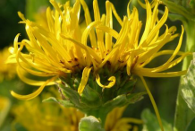 Elecampane-Flower