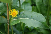 Elecampane-Leaf