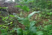 Elecampane-Plant