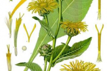 Elecampane-plant-Illustration