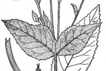 Elecampane-plant-Sketch