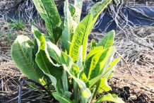 Small-Elecampane-plant