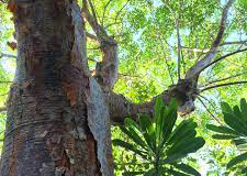 Bark-of-Elemi