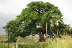 Elemi-plant-growing-wild