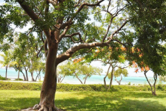 Elemi-tree