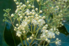 Flower-of-Elemi