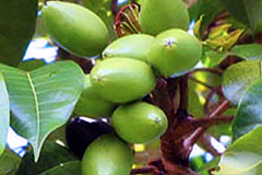 Immature-fruits-of-Elemi