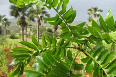 Leaves-of-Elemi