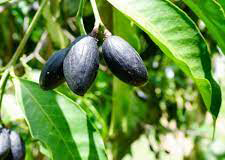 Mature-fruits-of-Elemi
