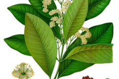 Plant-Illustration-of-Elemi