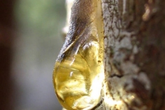 Resin-from-Elemi-tree