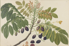 Sketch-of-Elemi