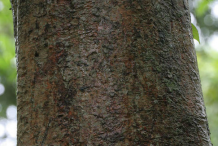 Bark-of-Elephant-Apple