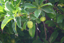 Elephant-Apple-Fruit-on-the-plant
