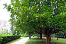 Elephant-Apple-Plant