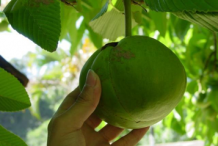 Elephant-Apple