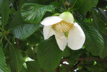 Flower-of-Elephant-Apple