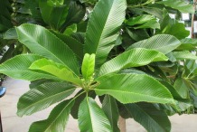 Leaves-of-Elephant-Apple-Plant