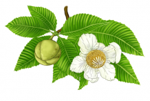 Plant-Illustrations-of-Elephant-Apple