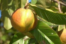 Ripe-Elephant-Apple