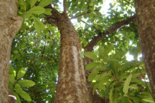 Trunk-of-Elephant-Apple