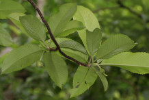 Underside-of-the-leaves-with-buds