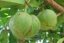 Unripe-Elephant-Apple