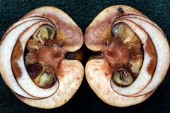 Half-cut-Elephant-Apple