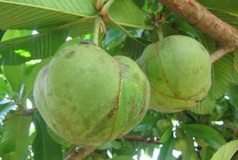 Unripe-Elephant-Apple