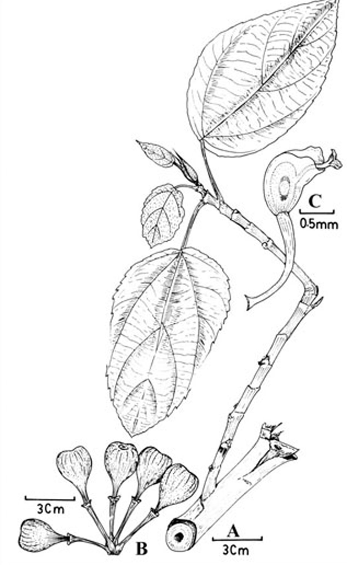Plant-illustration-of-Elephant-Ear-Fig