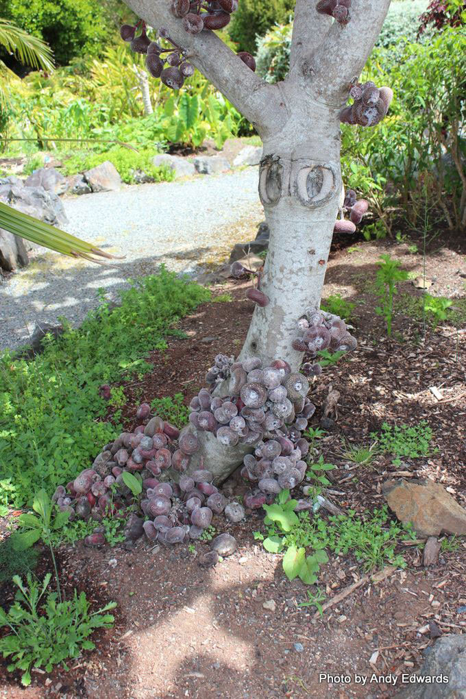 Trunk-with-clusters-of-Elephant-Ear-Fig