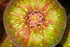 Closer-view-of-Elephant-Ear-Fig