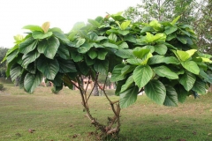 Elephant-Ear-Fig-tree