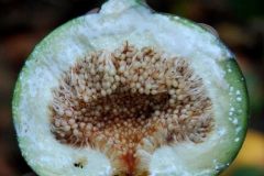 Half-cut-Elephant-Ear-Fig-fruit-showing-seeds