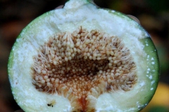 Half-cut-Elephant-Ear-Fig-fruit-showing-seeds