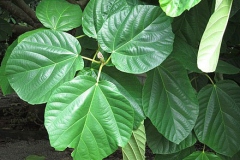 Leaves-of-Elephant-Ear-Fig