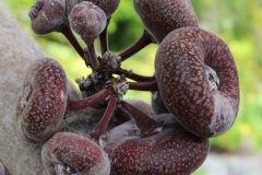 Mature-Elephant-Ear-Fig