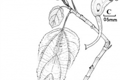 Plant-illustration-of-Elephant-Ear-Fig