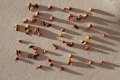 Seeds-of-Elephant-Ear-Fig