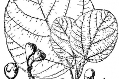 Sketch-of-Elephant-Ear-Fig