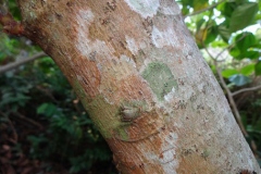 Trunk-of-Elephant-Ear-Fig