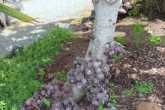 Trunk-with-clusters-of-Elephant-Ear-Fig
