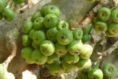 Unripe-fruits-of-Elephant-Ear-Fig
