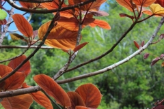 Young-leaves-of-Elephant-Ear-Fig
