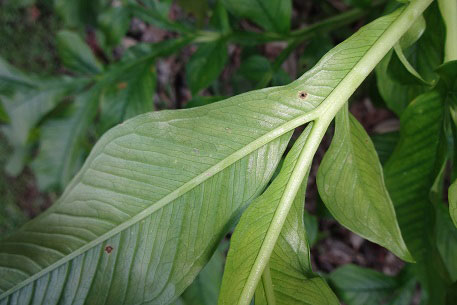 Ventral-view-of-leaves-of-Elephant-Yam