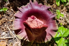 Closer-view-of-Flower-of-Elephant-Yam