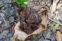 Dried-Elephant-Yam-plant