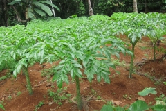 Elephant-Yam-Plants