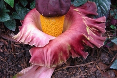 Flower-of-Elephant-Yam