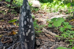 Flowering-bud-of-Elephant-Yam